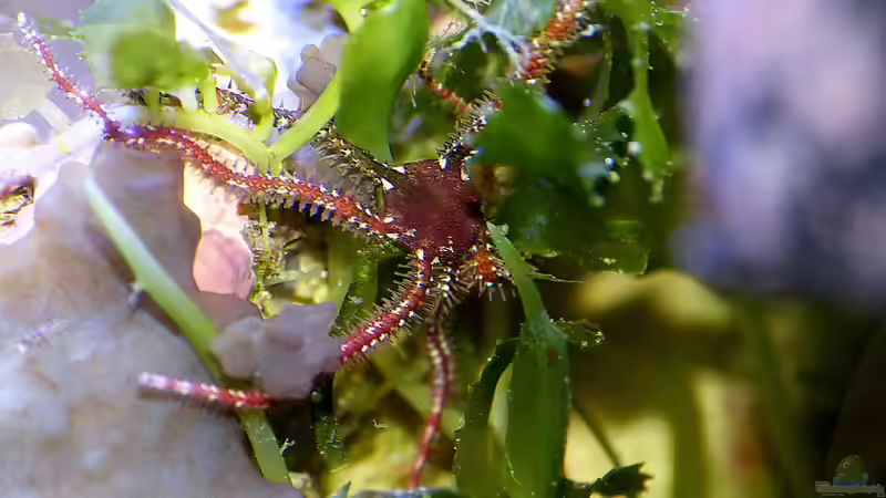 Besatz im Aquarium Nudelwasser von Helmut Kreutmayer (18)