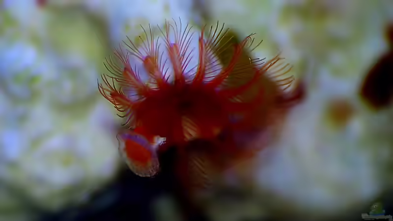 Besatz im Aquarium Nudelwasser von Helmut Kreutmayer (20)