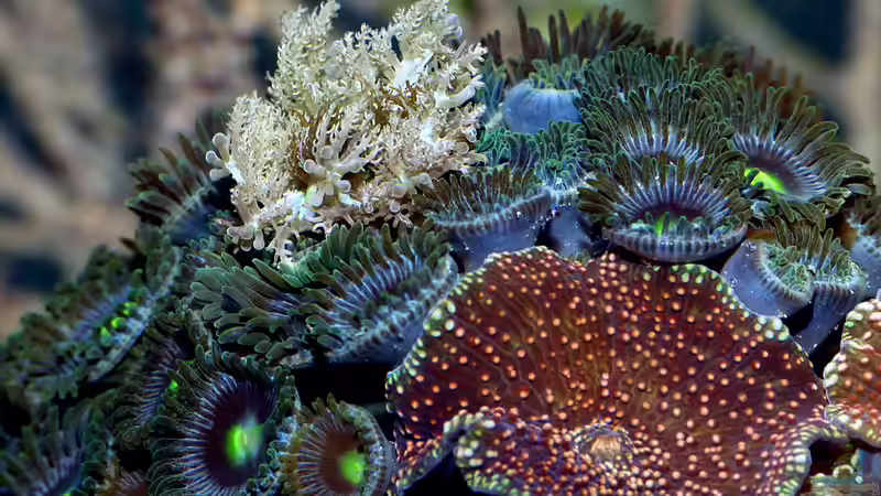 Besatz im Aquarium Nudelwasser von Helmut Kreutmayer (21)