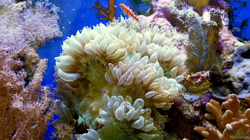Besatz im Aquarium Nudelwasser von Helmut Kreutmayer (23)