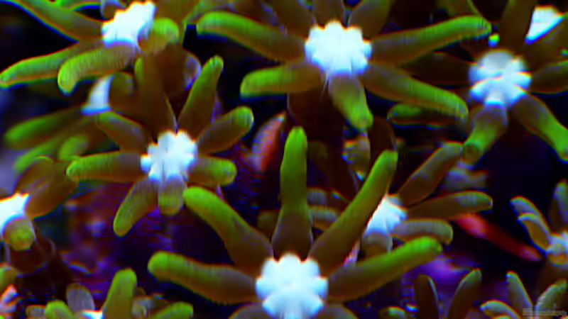 Besatz im Aquarium Nudelwasser von Helmut Kreutmayer (24)