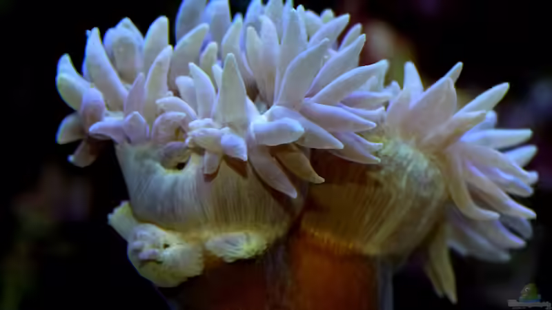 Besatz im Aquarium Nudelwasser von Helmut Kreutmayer (25)