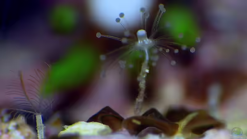 Besatz im Aquarium Nudelwasser von Helmut Kreutmayer (27)