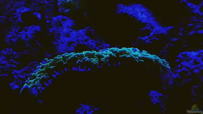 Besatz im Aquarium Nudelwasser von Helmut Kreutmayer (29)