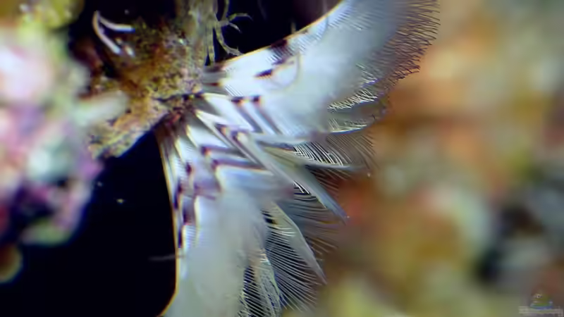 Besatz im Aquarium Nudelwasser von Helmut Kreutmayer (30)