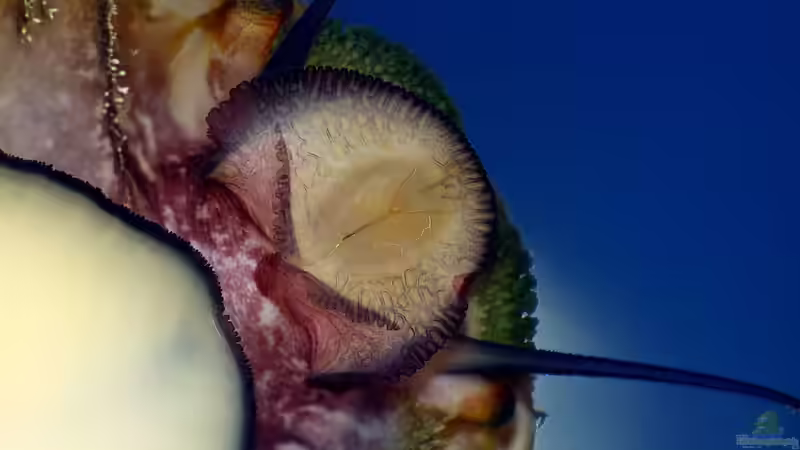 Besatz im Aquarium Nudelwasser von Helmut Kreutmayer (31)