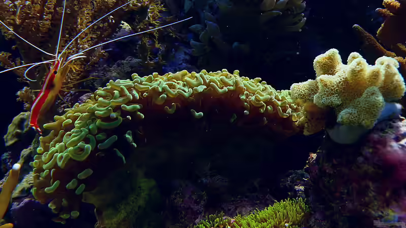 Besatz im Aquarium Nudelwasser von Helmut Kreutmayer (33)