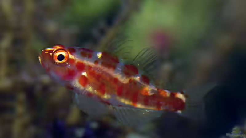 Besatz im Aquarium Nudelwasser von Helmut Kreutmayer (34)