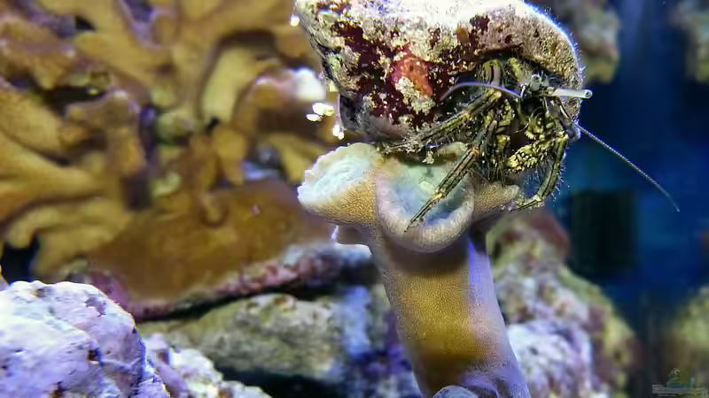 Besatz im Aquarium Nudelwasser von Helmut Kreutmayer (35)