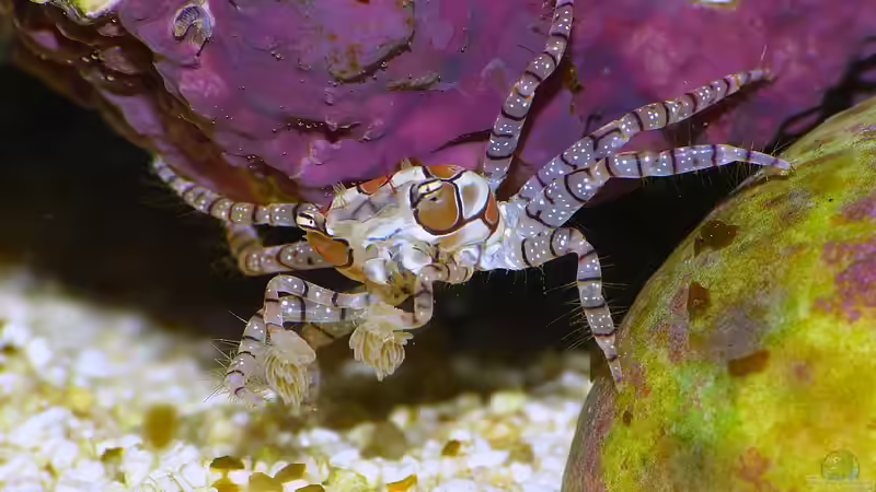 Besatz im Aquarium Nudelwasser von Helmut Kreutmayer (36)