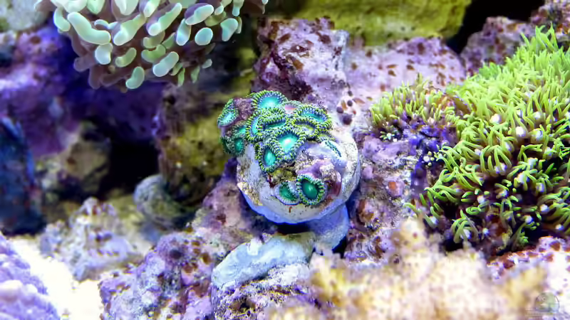 Besatz im Aquarium Nudelwasser von Helmut Kreutmayer (39)