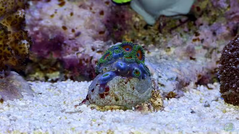 Besatz im Aquarium Nudelwasser von Helmut Kreutmayer (40)