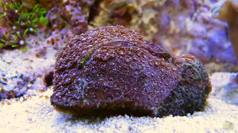 Besatz im Aquarium Nudelwasser von Helmut Kreutmayer (41)