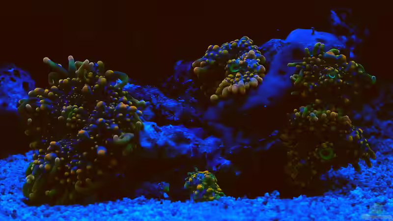 Besatz im Aquarium Nudelwasser von Helmut Kreutmayer (8)