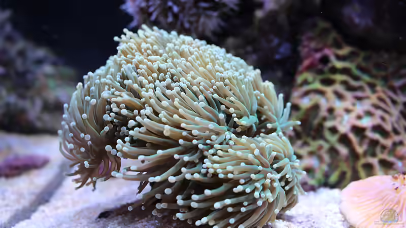 Besatz im Aquarium Nudelwasser von Hörnchen (11)