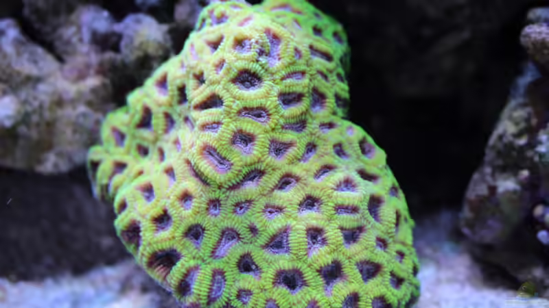 Besatz im Aquarium Nudelwasser von Hörnchen (12)