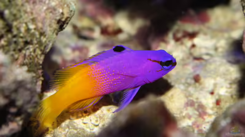 Besatz im Aquarium Nudelwasser von Hörnchen (2)