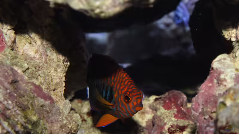 Besatz im Aquarium Nudelwasser von Hörnchen (3)