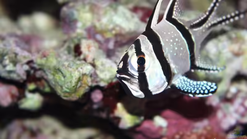 Besatz im Aquarium Nudelwasser von Hörnchen (4)