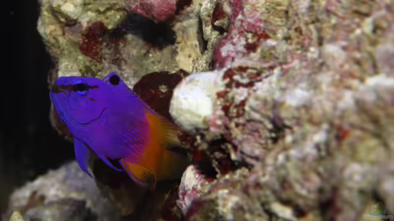 Besatz im Aquarium Nudelwasser von Hörnchen (6)