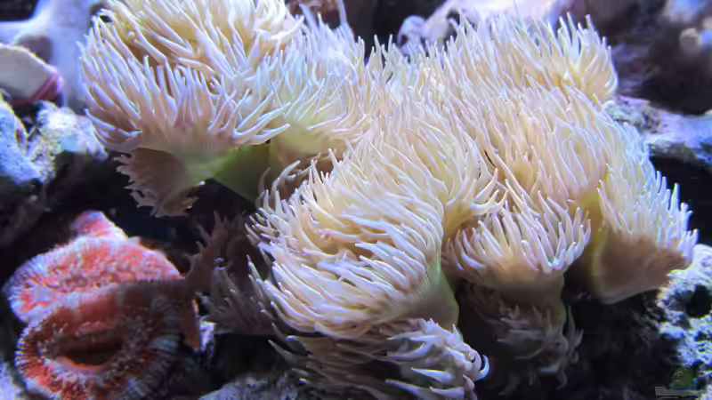 Besatz im Aquarium Nudelwasser von Hörnchen (7)
