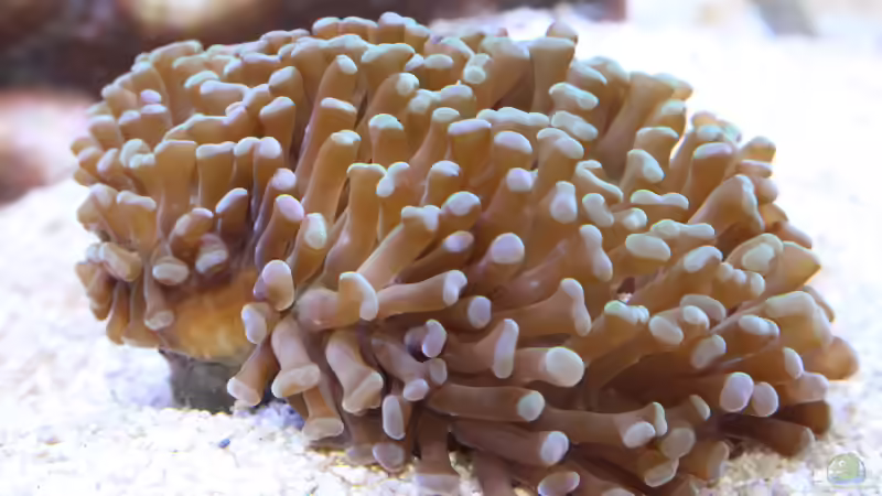 Besatz im Aquarium Nudelwasser von Hörnchen (9)