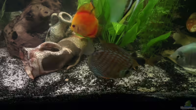 Besatz im Aquarium nummer 1 von Franz Napf (32)