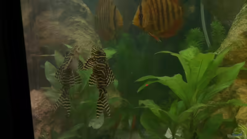 Besatz im Aquarium nummer 1 von Franz Napf (35)