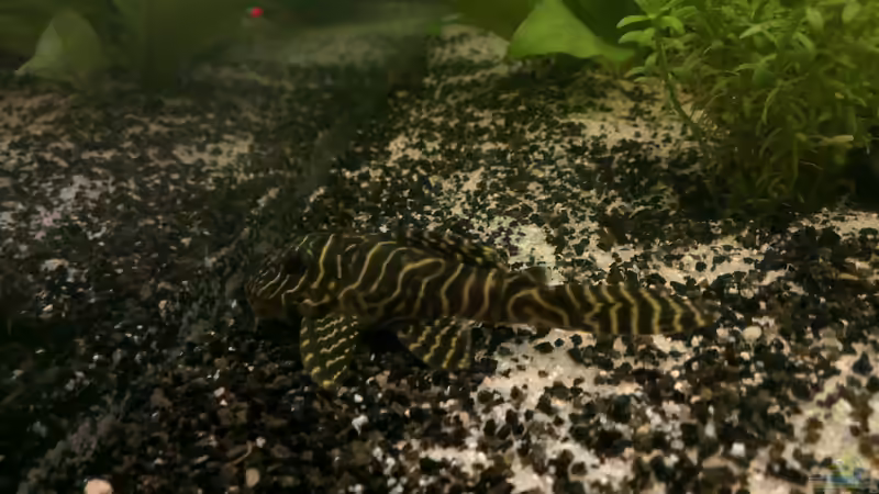 Besatz im Aquarium nummer 1 von Franz Napf (36)