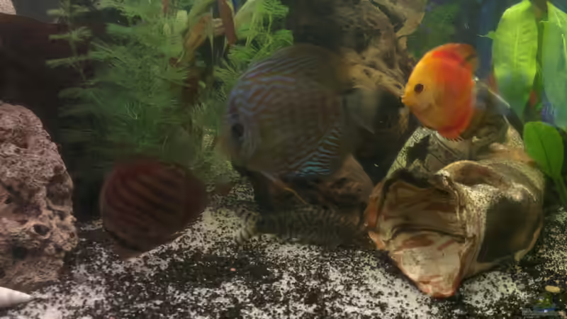 Besatz im Aquarium nummer 1 von Franz Napf (37)