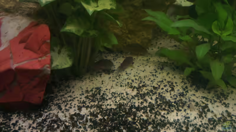 Besatz im Aquarium nummer 1 von Franz Napf (38)