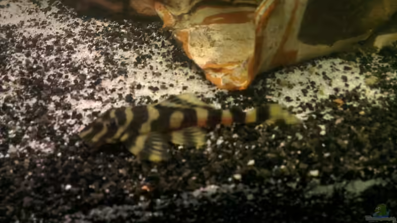 Besatz im Aquarium nummer 1 von Franz Napf (39)