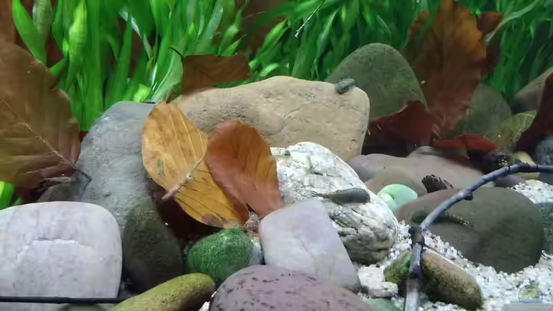 Besatz im Aquarium Nur Anschauungszwecken, aufgelöst 23.2.17 von Miss Kasimir (14)