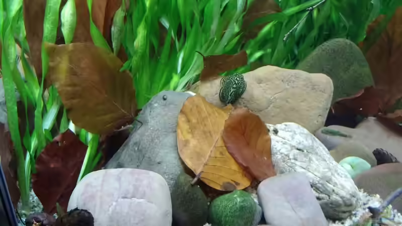 Besatz im Aquarium Nur Anschauungszwecken, aufgelöst 23.2.17 von Miss Kasimir (15)