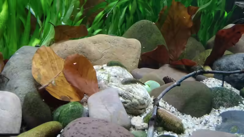 Besatz im Aquarium Nur Anschauungszwecken, aufgelöst 23.2.17 von Miss Kasimir (16)