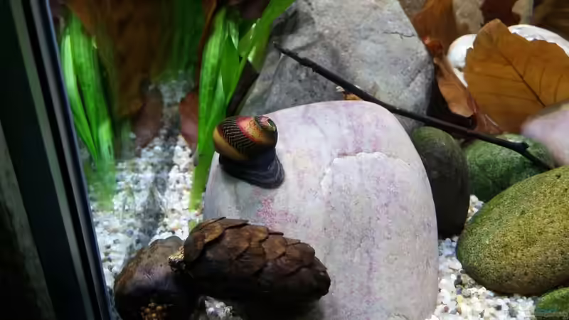 Besatz im Aquarium Nur Anschauungszwecken, aufgelöst 23.2.17 von Miss Kasimir (19)