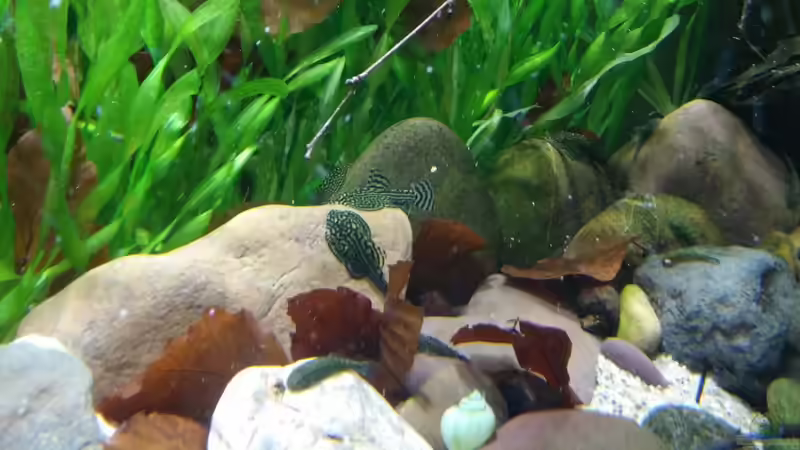 Besatz im Aquarium Nur Anschauungszwecken, aufgelöst 23.2.17 von Miss Kasimir (22)