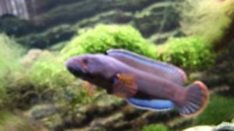 Besatz im Aquarium NUR NOCH  BEISPIEL von K.S. (2)