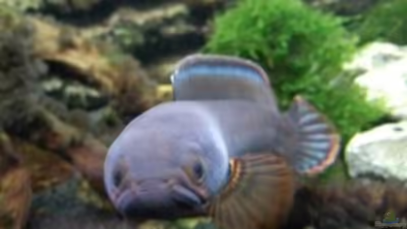 Besatz im Aquarium NUR NOCH  BEISPIEL von K.S. (3)