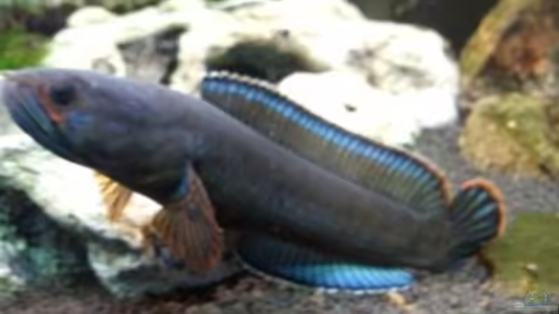 Besatz im Aquarium NUR NOCH  BEISPIEL von K.S. (4)