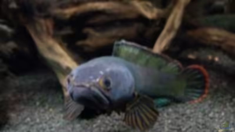 Besatz im Aquarium NUR NOCH  BEISPIEL von K.S. (6)