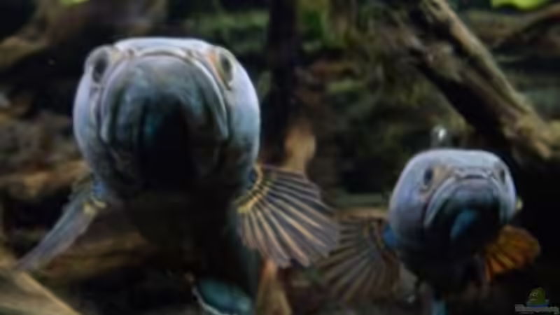 Besatz im Aquarium NUR NOCH  BEISPIEL von K.S. (7)