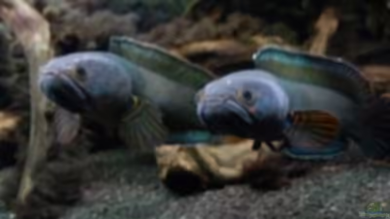 Besatz im Aquarium NUR NOCH  BEISPIEL von K.S. (8)