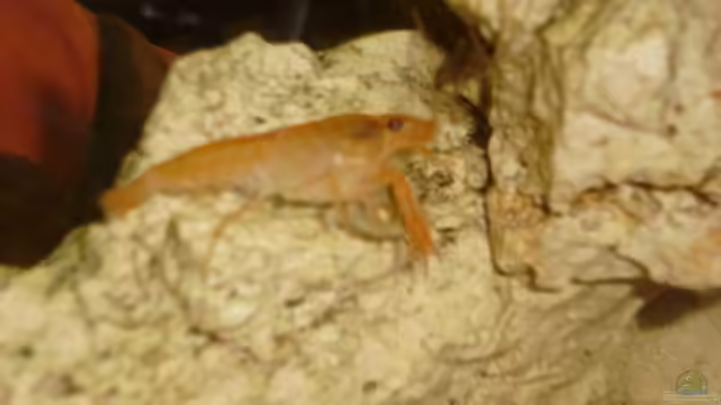 Besatz im Aquarium Nur noch als Beispiel |Krebse von Andre@ (5)