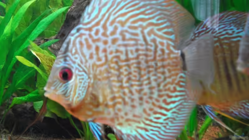 Besatz im Aquarium Nur noch als Beispiel Diskusbecken Deltaform von Romer (14)