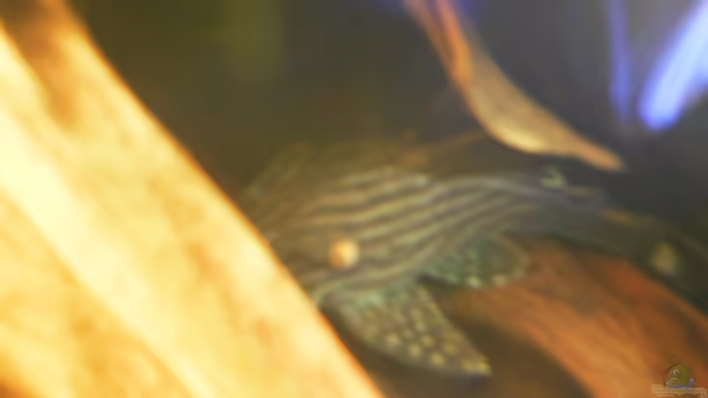 Besatz im Aquarium Nur noch als Beispiel von Masl (7)