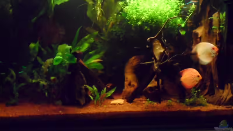 Besatz im Aquarium Nur noch als Beispiel von Masl (8)