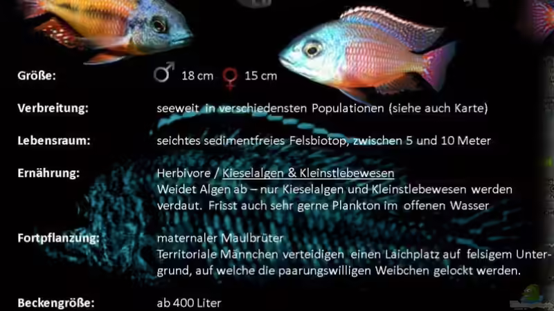 Besatz im Aquarium Nur noch als Beispiel von Steffen G (41)
