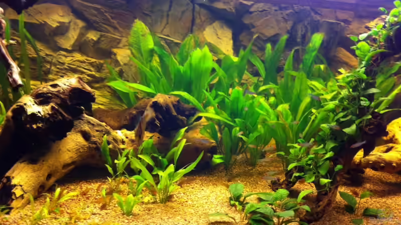 Besatz im Aquarium Nur noch als Bsp. von matthiasm (41)