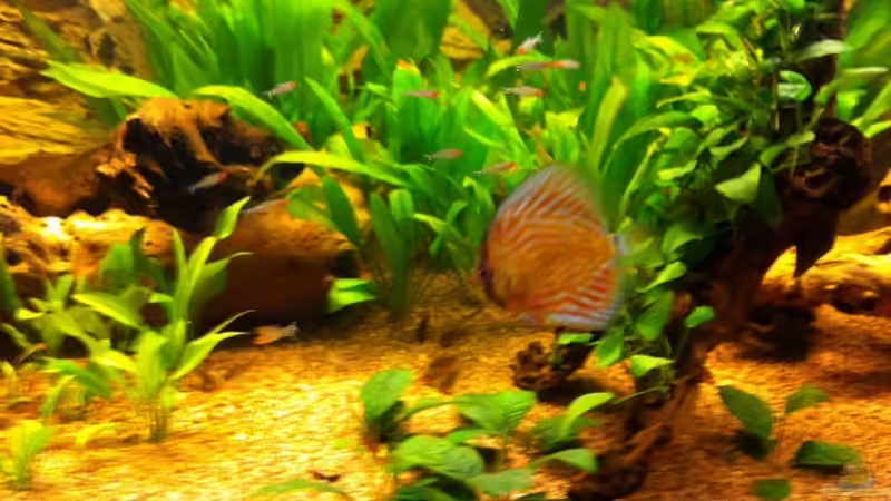 Besatz im Aquarium Nur noch als Bsp. von matthiasm (42)